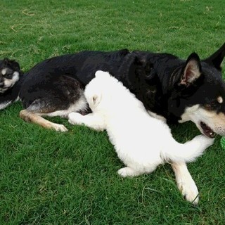 ドッグランで働いてみませんか？バイトかオーナー様急募します。