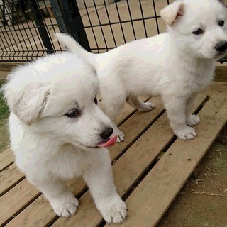 ドッグランで働いてみませんか？バイトかオーナー様急募します。の画像