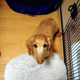 Mダックス6才 男の子