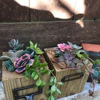 ウッディー鉢  多肉植物の画像