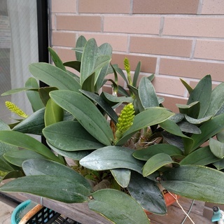 ラン：タイミンセッコク（Den.speciosum)の開花大株ですの画像