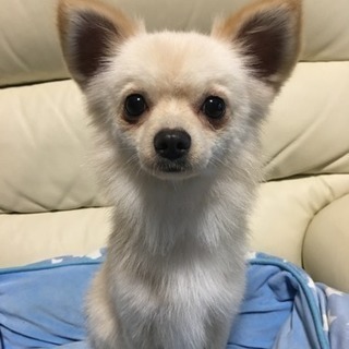 ポメチワ1歳の男の子♂【新しい飼い主様見つかりました】