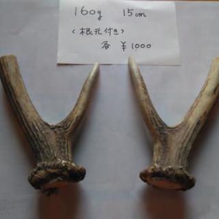 ペットが喜ぶ、富良野原野の鹿の角の画像