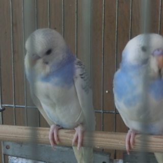 手乗りインコ