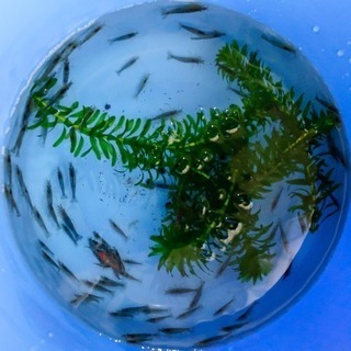 ※🐟ミナミヌマエビ【生体】※20匹〜60円