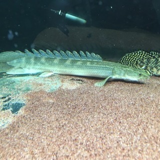 熱帯魚 ポリプテルス ラプラディ約35cm