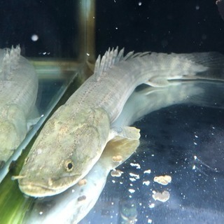 熱帯魚 ポリプテルス ラプラディ約45cm
