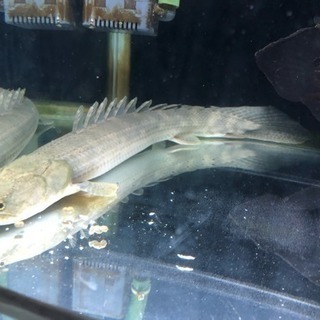 熱帯魚 ポリプテルス ラプラディ約45cmの画像