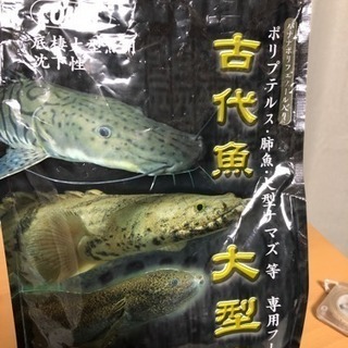 熱帯魚 ポリプテルス ラプラディ約45cmの画像