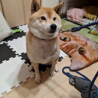 保護犬　柴犬　7歳