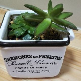 多肉植物差し上げます。