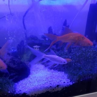 国指定天然記念物(鉄魚)の子孫