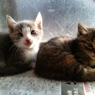 かわいい子猫たちです