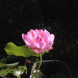 蓮(蓮根)