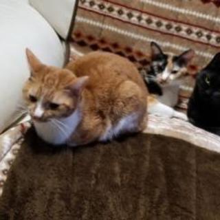 急遽。今月中に引き渡し。現在黒猫のみ。