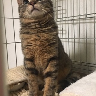 ねこ大好き★目がぱっちりのイケメン！甘えんぼラキくん - 猫