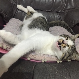 整った顔のネコちゃんです！ - 猫