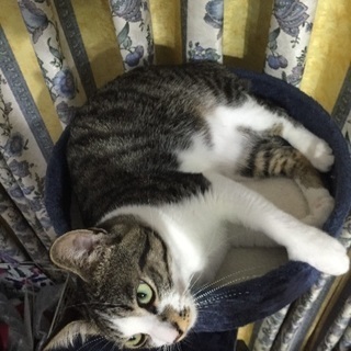 整った顔のネコちゃんです！ − 香川県