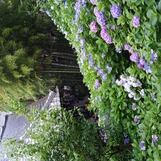 🌸花の好きな35～55歳の女性🌸 − 東京都