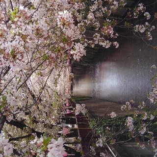 🌸花の好きな35～55歳の女性🌸 - 武蔵野市