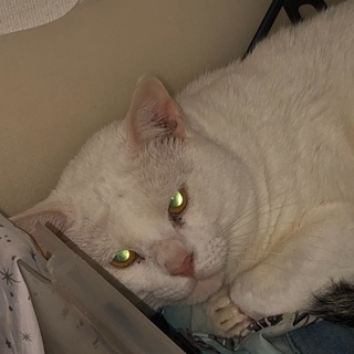 2才の猫