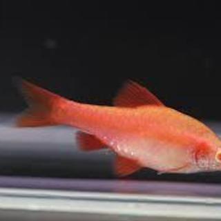 熱帯魚　アルビノ・チェリーバルブ・ピュアレッド　ゴールデン・アカヒレ　水槽の画像