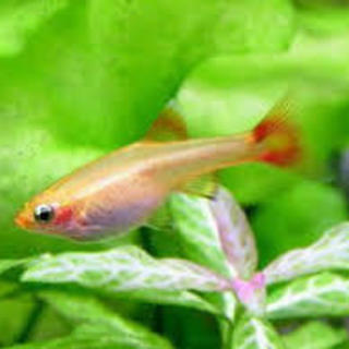 熱帯魚　アルビノ・チェリーバルブ・ピュアレッド　ゴールデン・アカヒレ　水槽の画像