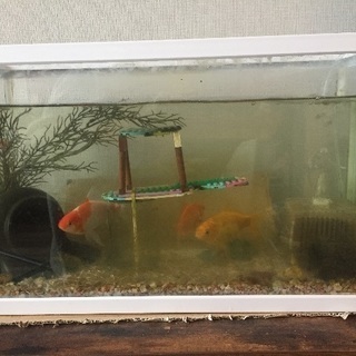 金魚3匹、水槽など一式