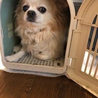チワワの里親募集です