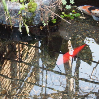 鯉