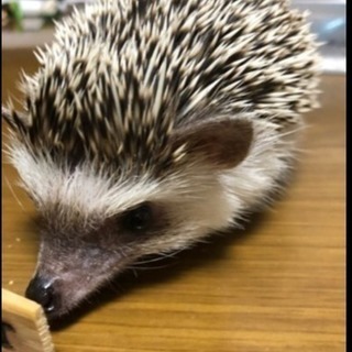 ハリネズミ飼ってる方とお友達になりたい！