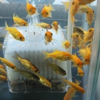 ※🐟金魚の赤ちゃん※稚魚【生体】の画像