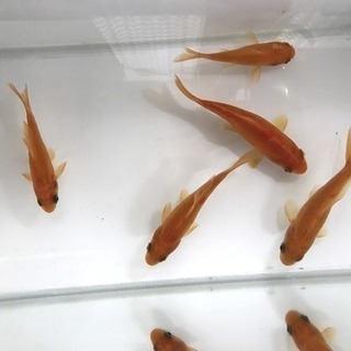 ※🐟金魚の赤ちゃん※稚魚【生体】の画像