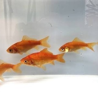 ※🐟金魚の赤ちゃん※稚魚【生体】の画像