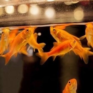 ※🐟金魚の赤ちゃん※稚魚【生体】の画像