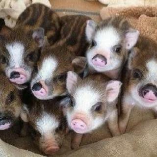 ①大至急助けて下さい❣来週27土曜日にテレビだけを運んで頂ける配...