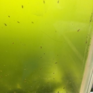 めだか エサの画像