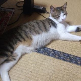 猫探しています - 西松浦郡
