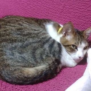猫探しています - その他