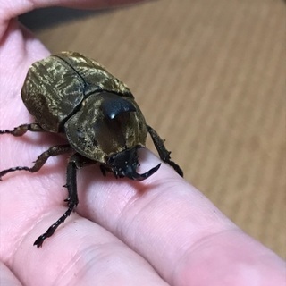 クワガタ、カブトムシ