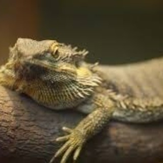 一から作る！🦎爬虫類・両生類🐸サークル