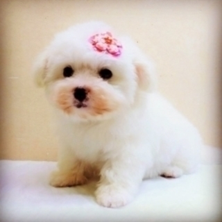 当社ECサイトの運営 (運営や管理/SNSを使った情報発信やマーケティング等)💻月給25万～37万円◆昇給賞与◆社会保険完備◆未経験者大歓迎💻の画像