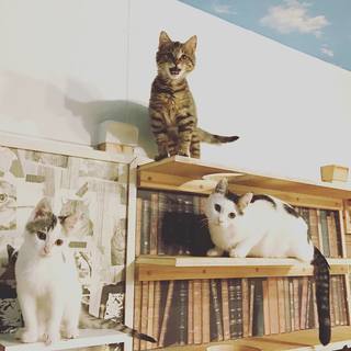 3月9日（土）13時～保護猫カフェで「アニマルポリス」＆ハワイア...