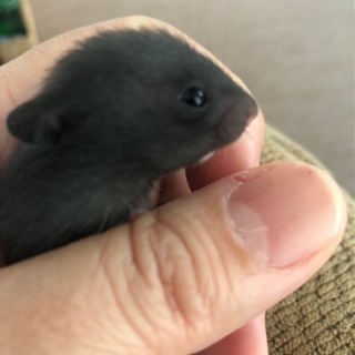 可愛い(#^.^#)ゴールデンハムスターの赤ちゃんです