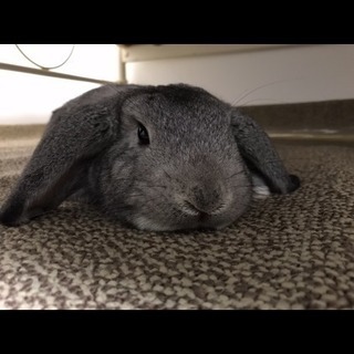 うさぎ ロップイヤー 里親