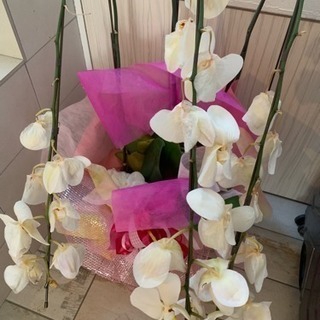 胡蝶蘭が咲き終わりましたの画像