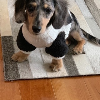 犬友募集🐶