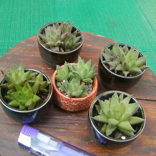 商談中！　多肉植物？　の画像