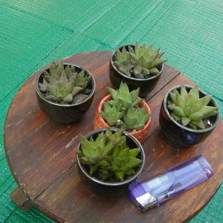 商談中！　多肉植物？　