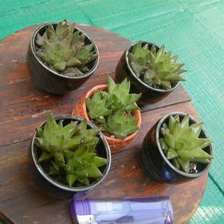 商談中！　多肉植物？　の画像